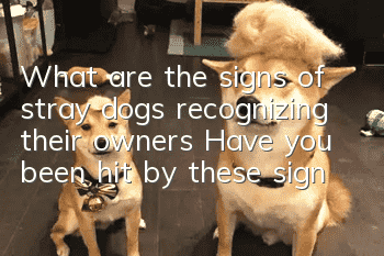 What are the signs of stray dogs recognizing their owners? Have you been hit by these signs?