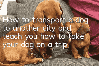 How to transport a dog to another city and teach you how to take your dog on a trip