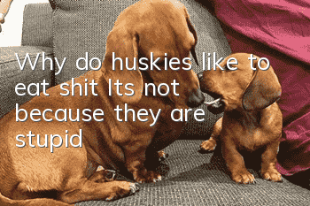 Why do huskies like to eat shit? It’s not because they are stupid!