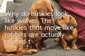 Why do huskies look like wolves? The huskies that move like rabbits are actually related to wolves.