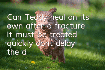 Can Teddy heal on its own after a fracture? It must be treated quickly, don’t delay the dog’s recovery!