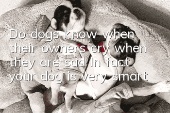Do dogs know when their owners cry when they are sad? In fact, your dog is very smart