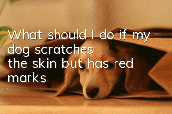 What should I do if my dog ​​scratches the skin but has red marks?