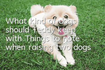 What kind of dogs should Teddy keep with? Things to note when raising two dogs