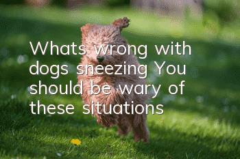 What’s wrong with dogs sneezing? You should be wary of these situations
