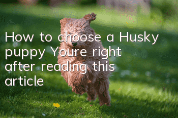 How to choose a Husky puppy? You’re right after reading this article