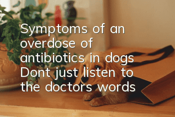 Symptoms of an overdose of antibiotics in dogs: Don’t just listen to the doctor’s words at the pet hospital