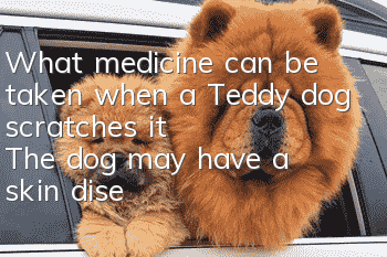 What medicine can be taken when a Teddy dog scratches it? The dog may have a skin disease