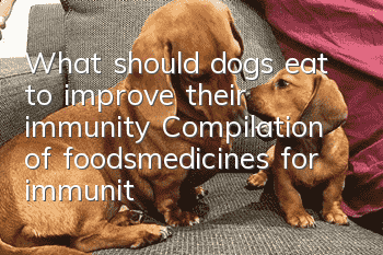 What should dogs eat to improve their immunity? Compilation of foods/medicines for immunity/resistance/physique