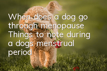 When does a dog go through menopause? Things to note during a dog’s menstrual period