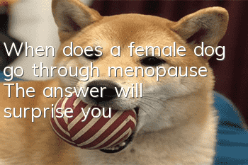 When does a female dog go through menopause? The answer will surprise you!