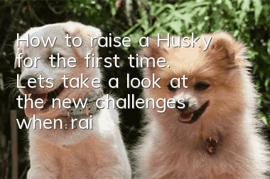 How to raise a Husky for the first time. Let’s take a look at the new challenges when raising a Husky for the first time.