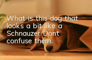 What is this dog that looks a bit like a Schnauzer? Don’t confuse them.