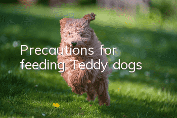 Precautions for feeding Teddy dogs