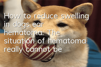 How to reduce swelling in dog’s ear hematoma. The situation of hematoma really cannot be ignored!