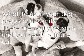 What to do if your dog poops and vomits? There are many reasons and you need to figure out which one it is!
