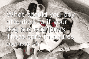 What should you pay attention to if your dog has bad joints? These care measures owners should know