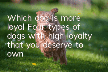 Which dog is more loyal? Four types of dogs with high loyalty that you deserve to own