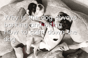 Why is the dog always barking and biting? How to calm down the dog?