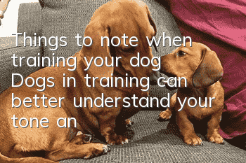 Things to note when training your dog: Dogs in training can better understand your tone and tone
