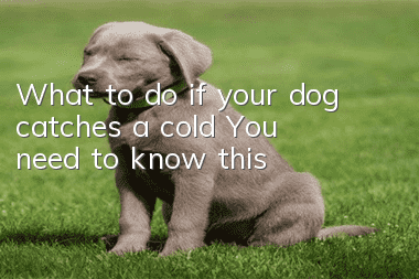 What to do if your dog catches a cold? You need to know this!