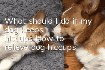 What should I do if my dog keeps hiccups? How to relieve dog hiccups