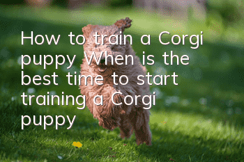 How to train a Corgi puppy? When is the best time to start training a Corgi puppy?