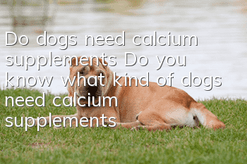 Do dogs need calcium supplements? Do you know what kind of dogs need calcium supplements?