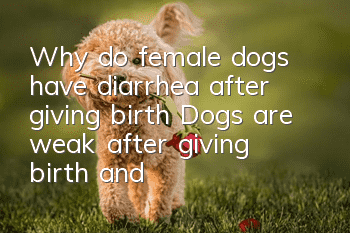 Why do female dogs have diarrhea after giving birth? Dogs are weak after giving birth and need to be taken care of carefully!