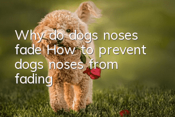 Why do dogs’ noses fade? How to prevent dogs’ noses from fading