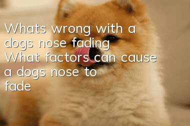 What’s wrong with a dog’s nose fading? What factors can cause a dog’s nose to fade?