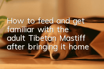 How to feed and get familiar with the adult Tibetan Mastiff after bringing it home