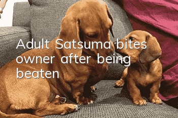 Adult Satsuma bites owner after being beaten