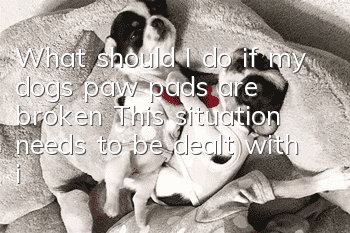 What should I do if my dog’s paw pads are broken? This situation needs to be dealt with in time!