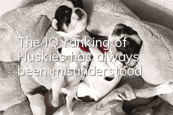 The IQ ranking of Huskies has always been misunderstood