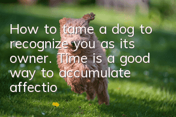 How to tame a dog to recognize you as its owner. Time is a good way to accumulate affection.