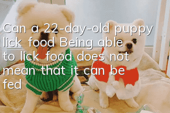 Can a 22-day-old puppy lick food? Being able to lick food does not mean that it can be fed dog food