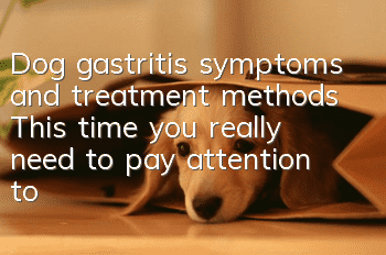 Dog gastritis symptoms and treatment methods This time you really need to pay attention to the maintenance of your dog’s stomach!