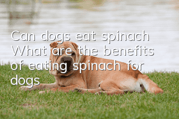 Can dogs eat spinach? What are the benefits of eating spinach for dogs?
