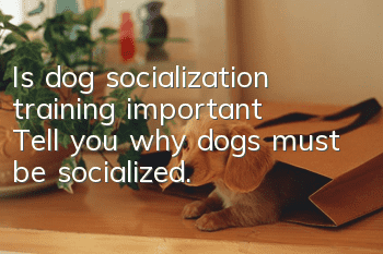 Is dog socialization training important? Tell you why dogs must be socialized.