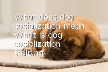 What does dog socialization mean? What is dog socialization training?