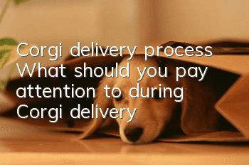 Corgi delivery process What should you pay attention to during Corgi delivery