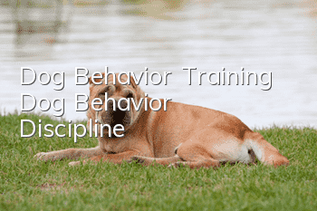 Dog Behavior Training Dog Behavior Discipline