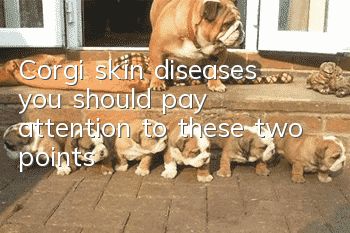 Corgi skin diseases, you should pay attention to these two points