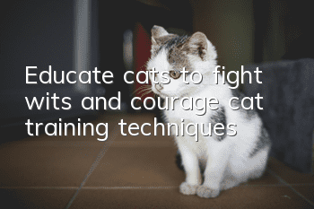 Educate cats to fight wits and courage, cat training techniques!