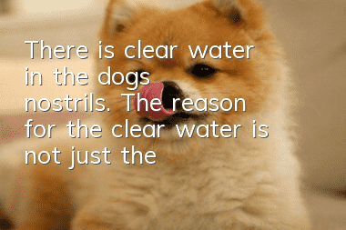 There is clear water in the dog's nostrils. The reason for the clear water is not just the cold!