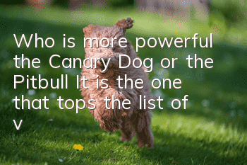 Who is more powerful, the Canary Dog or the Pitbull? It is the one that tops the list of vicious dogs.