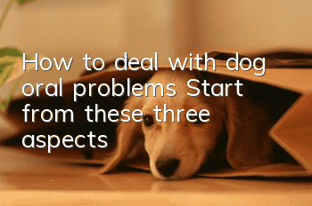 How to deal with dog oral problems? Start from these three aspects