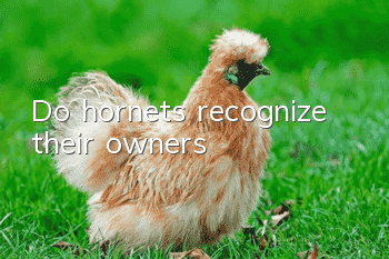 Do hornets recognize their owners?