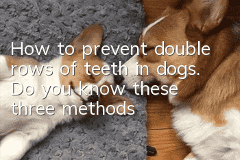How to prevent double rows of teeth in dogs. Do you know these three methods?